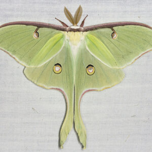 Entomology Workshop - Moths