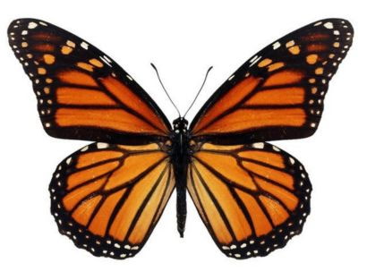 Entomology Workshop - Butterflies - Image 2