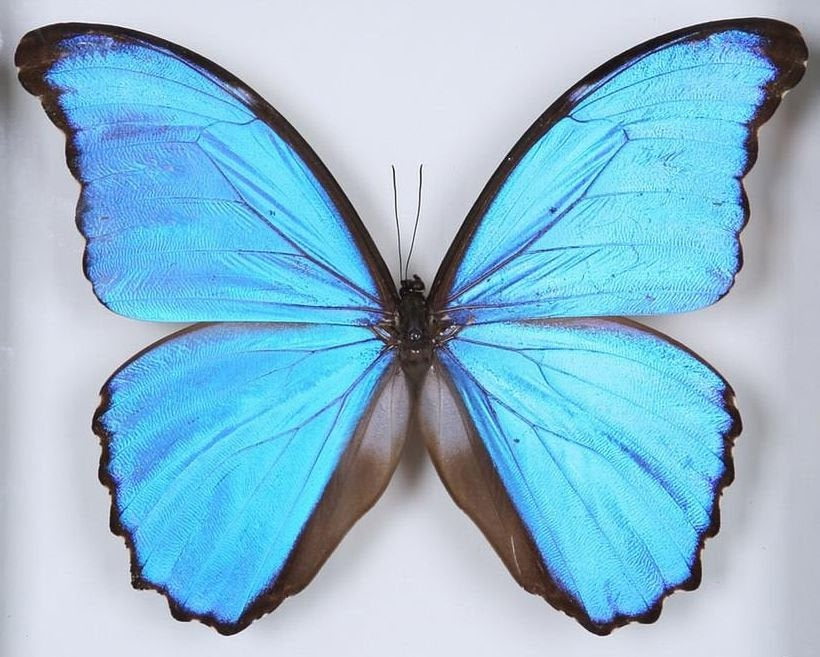 Entomology Workshop - Butterflies